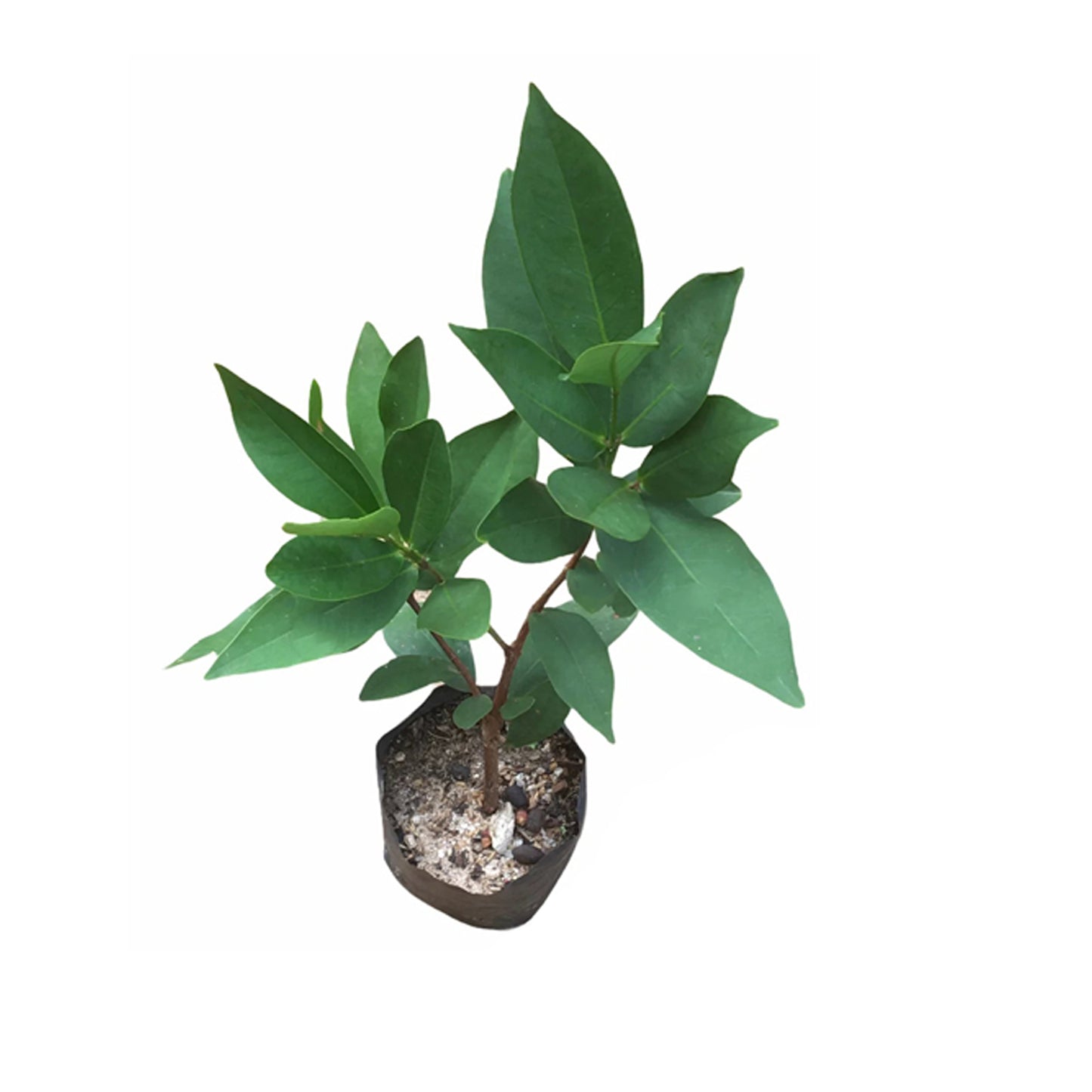 Lakpura® vit ros äppelväxt