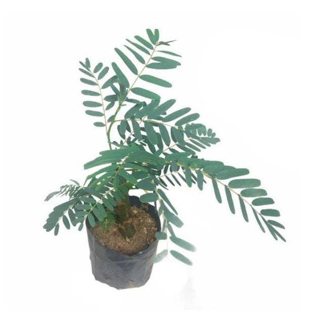 Lakpura Haritha Kathuru Murunga Plant