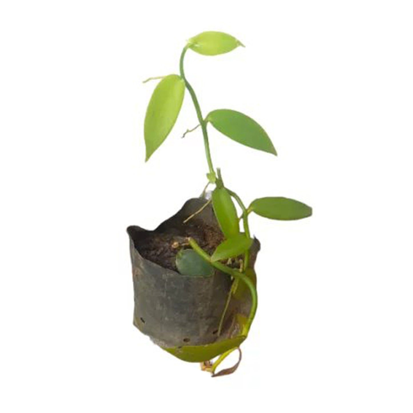 Vanilj () Kryddväxter