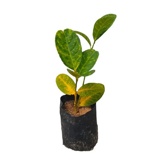 Lakpura Hand Lemon Plant