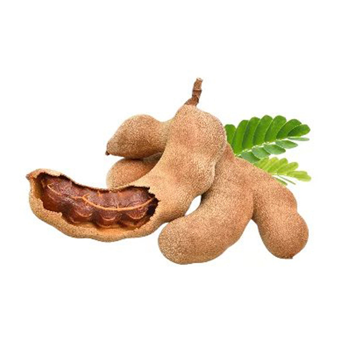 Lakpura Tamarind fruktväxt