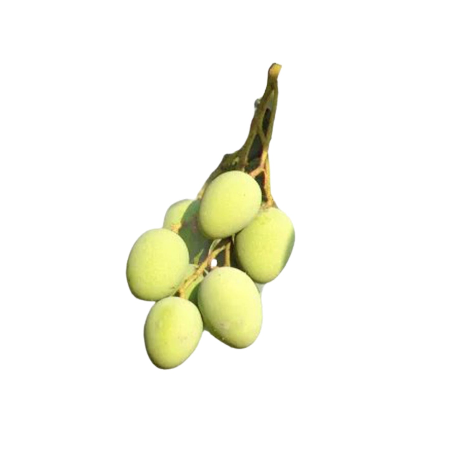 Lakpura® Bandaranayake fröfri (Mee Mango) växt