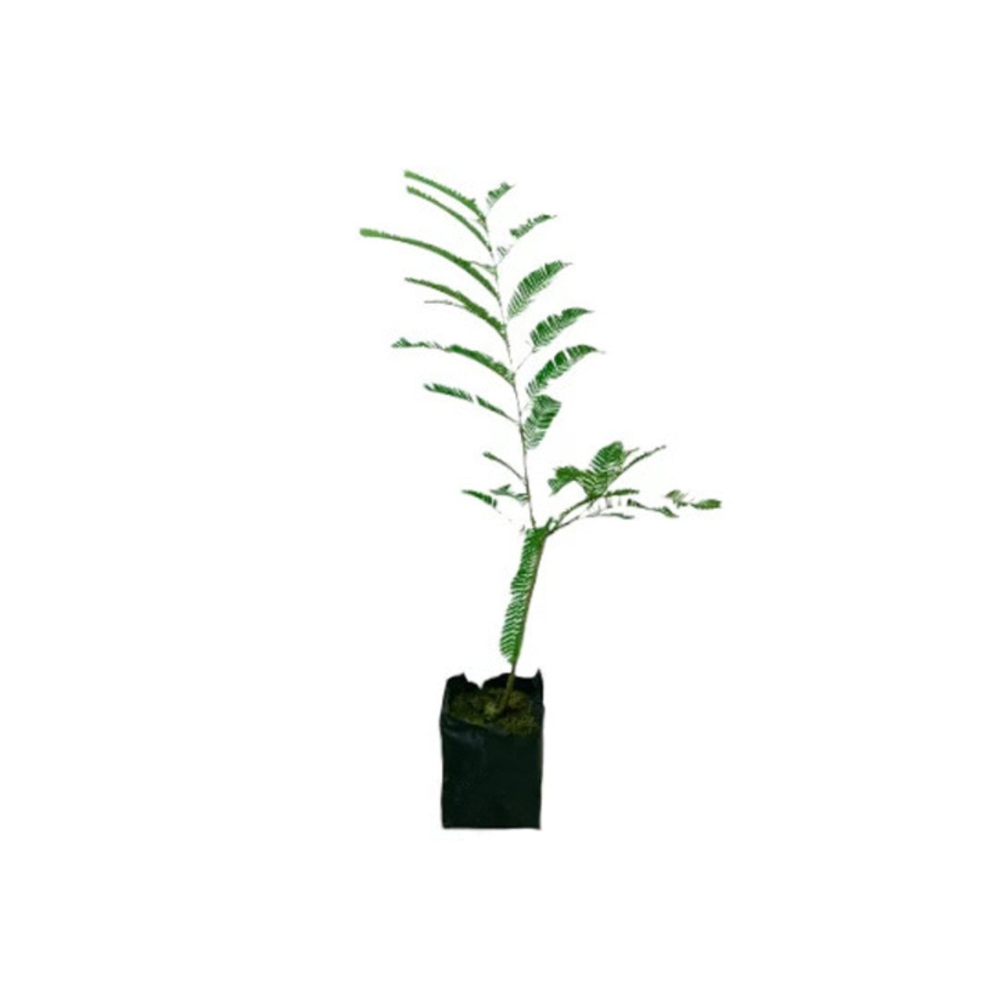 Lakpura® Indian Gooseberry (Beheth Nelli) Grafted Plant
