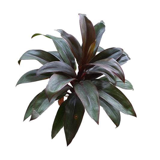 Lakpura® Dracaena Lila Compacta-blad - Medium