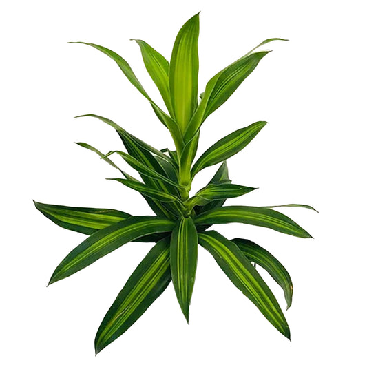 Lakpura Dracaena Reflexa ”Jamaikas sång” (50 blad) Medium