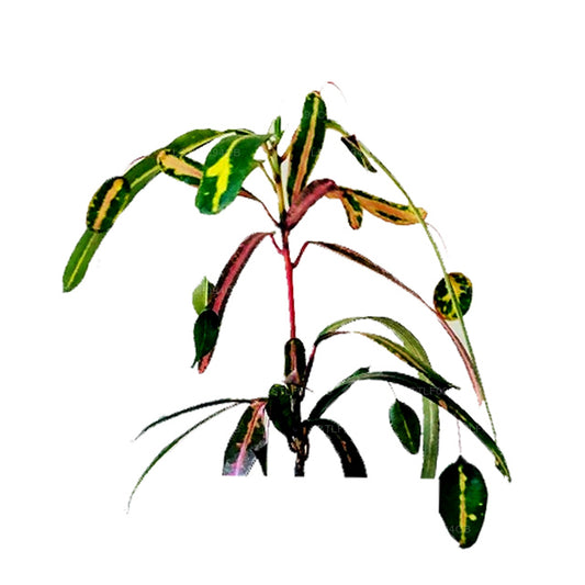 Lakpura Victoria Gold Bell Croton (50 Blad)