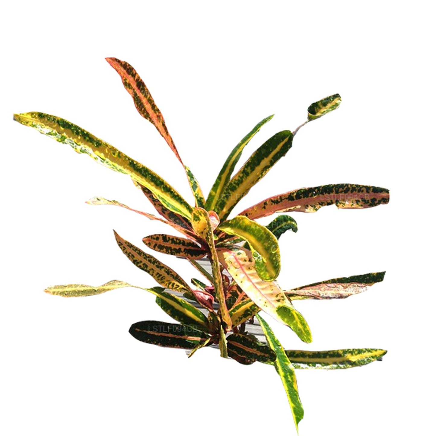 Lakpura Victoria Gold Bell Croton (50 Blad)