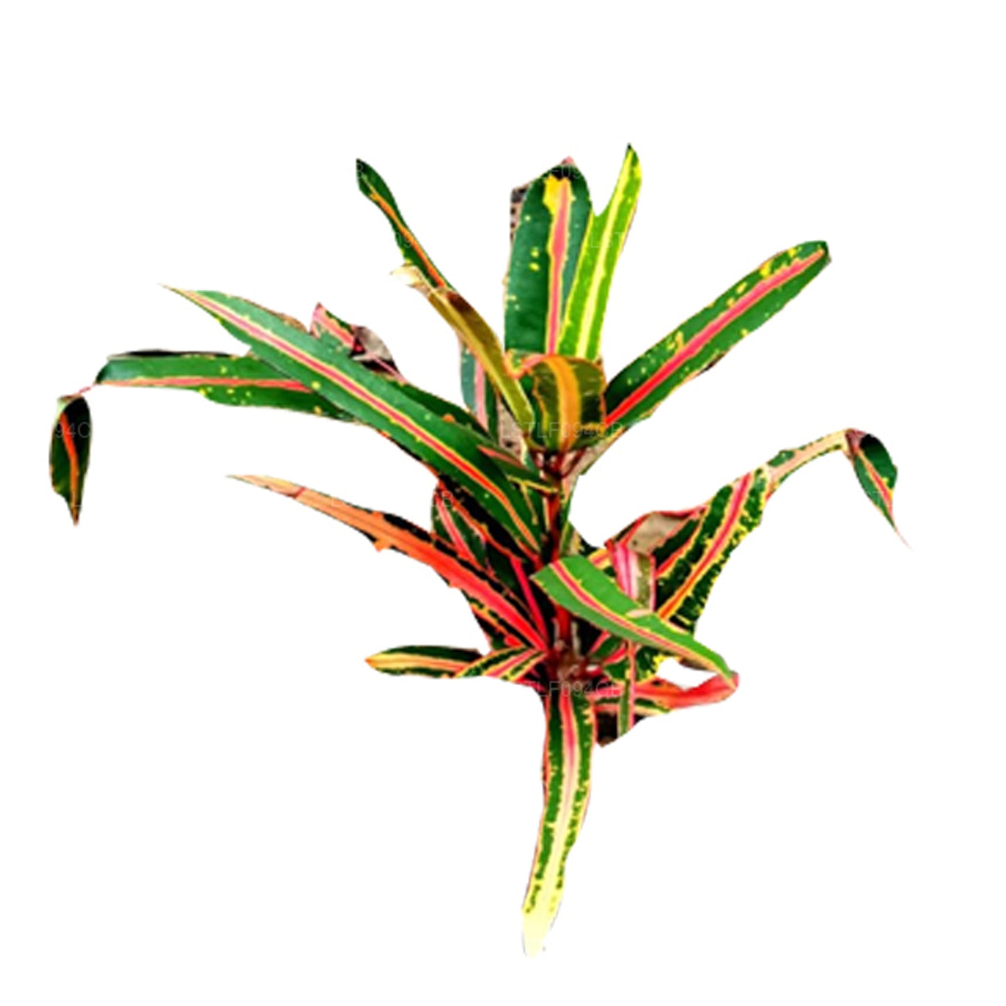 Lakpura Victoria Gold Bell Croton (50 Blad)