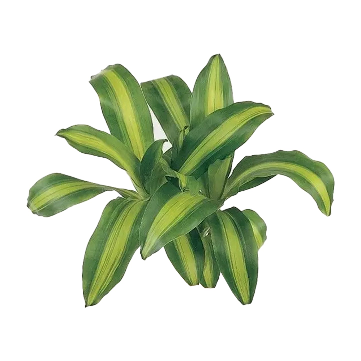 Lakpura Dracaena Massangeana (20 blad) Medium