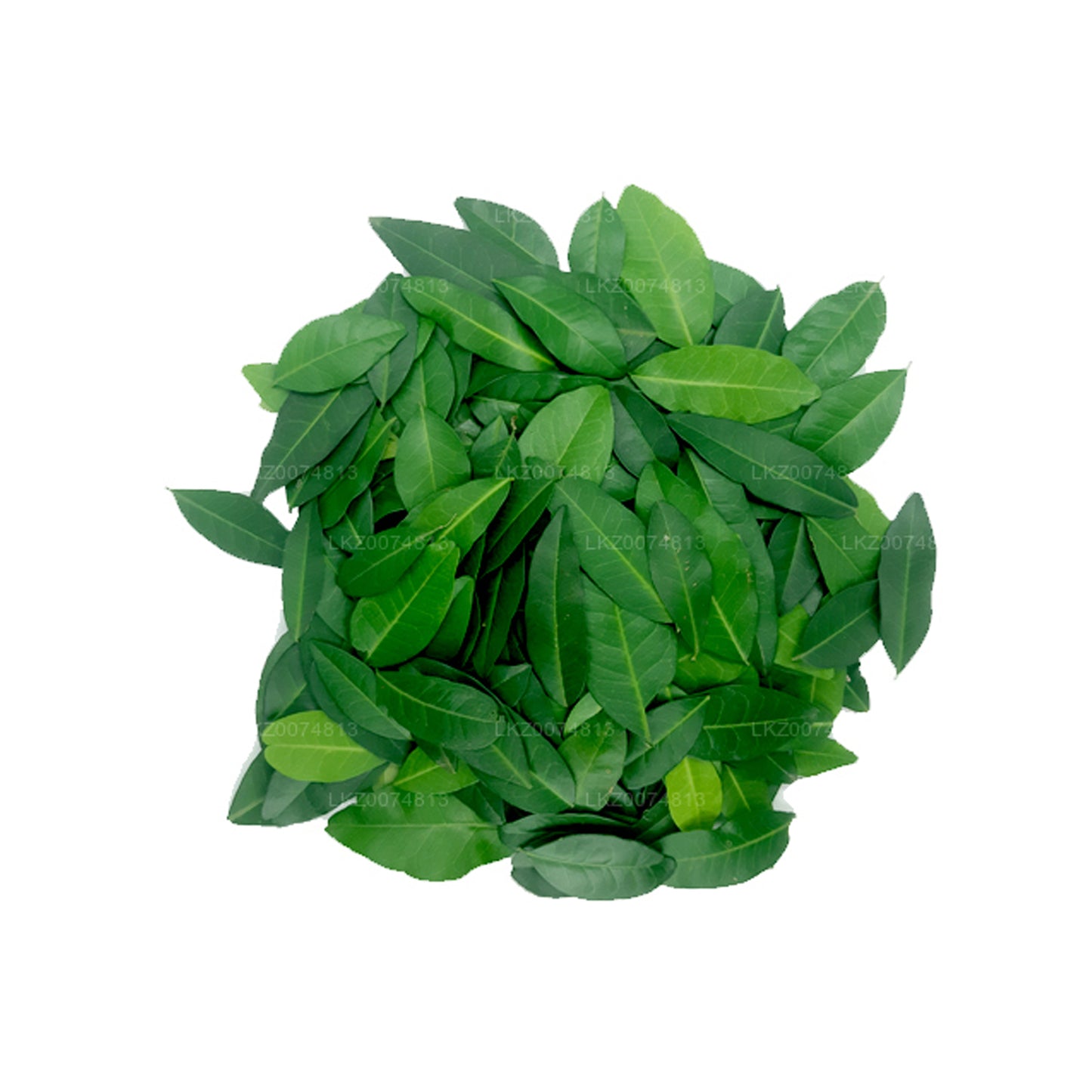 Lakpura Färsk Yaki Naran (Atalantia Ceylanica) 100 Löv