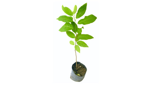 Lakpura Custard Apple (Seeni Anodha) Plant