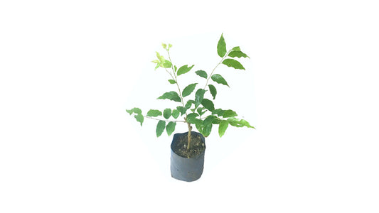 Lakpura Ceylon Ugurassa (Governors Plum) Grafted Plant