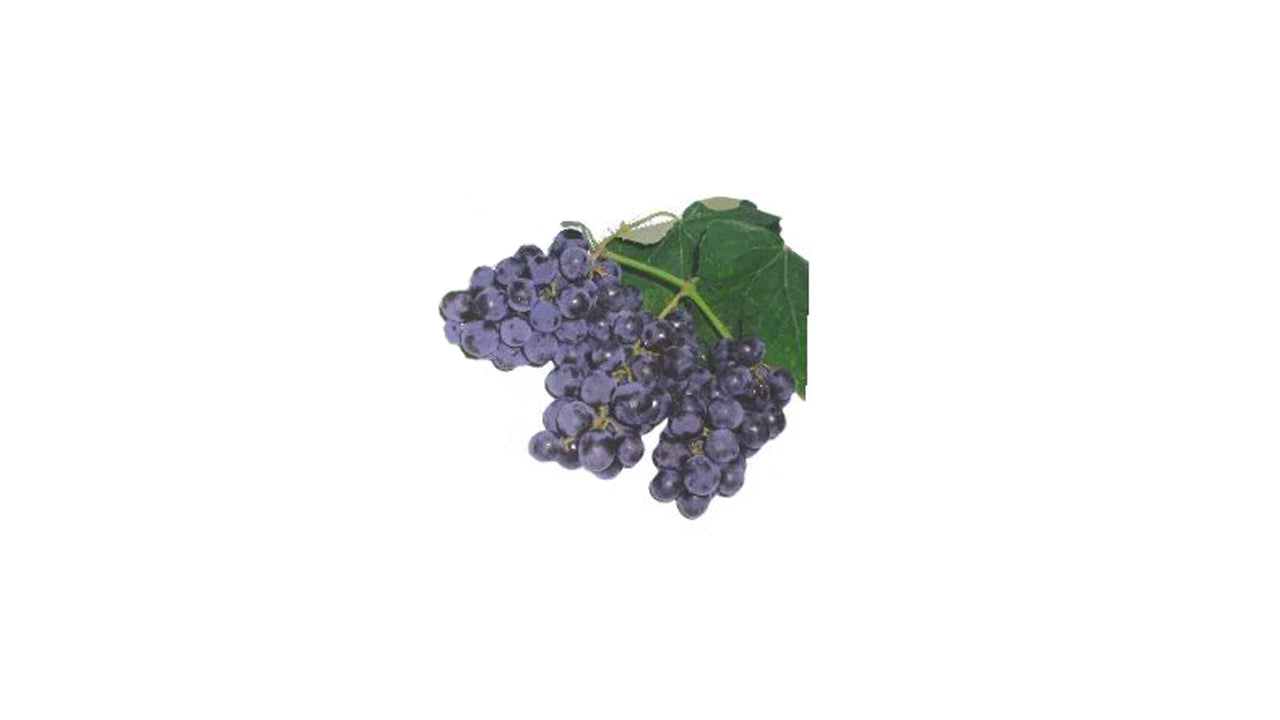 Lakpura Isabella Grapes (Purple) Fruit Plant