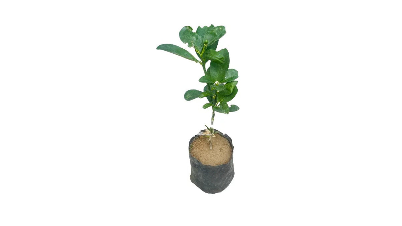 Lakpura Kumquat Grafted Plant