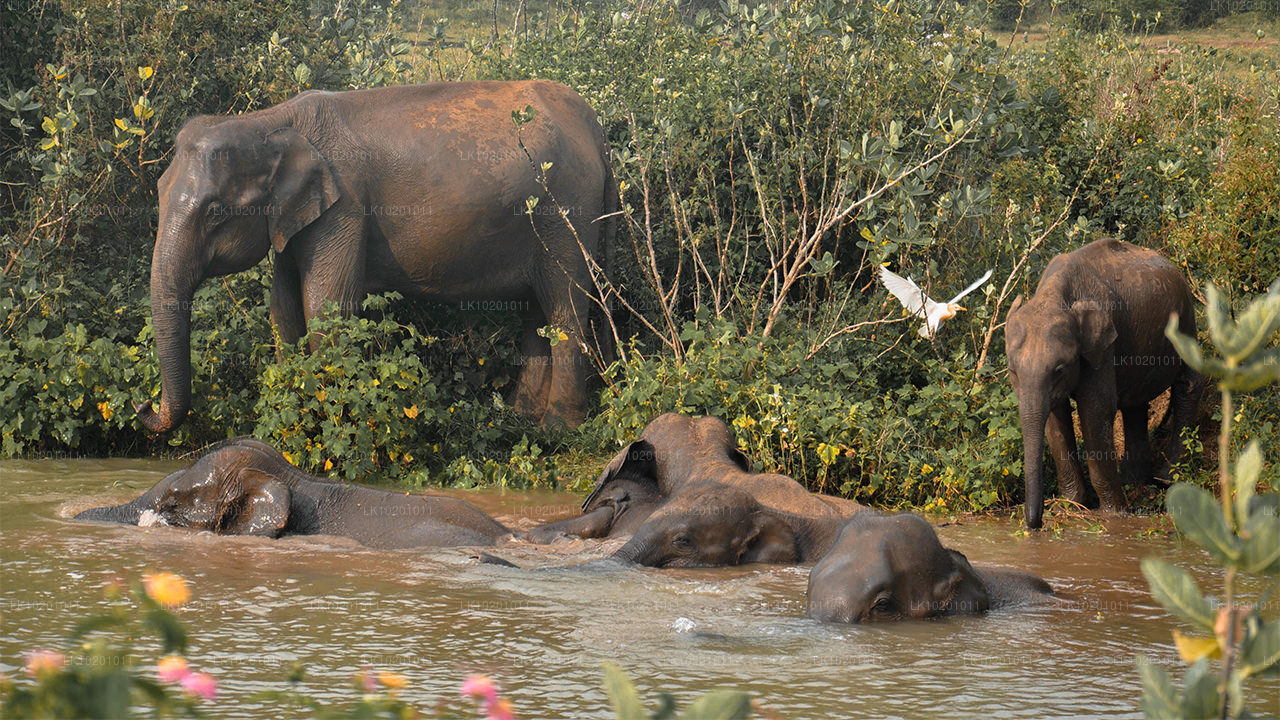 Udawalawe och Galle från Colombo (2 dagar)