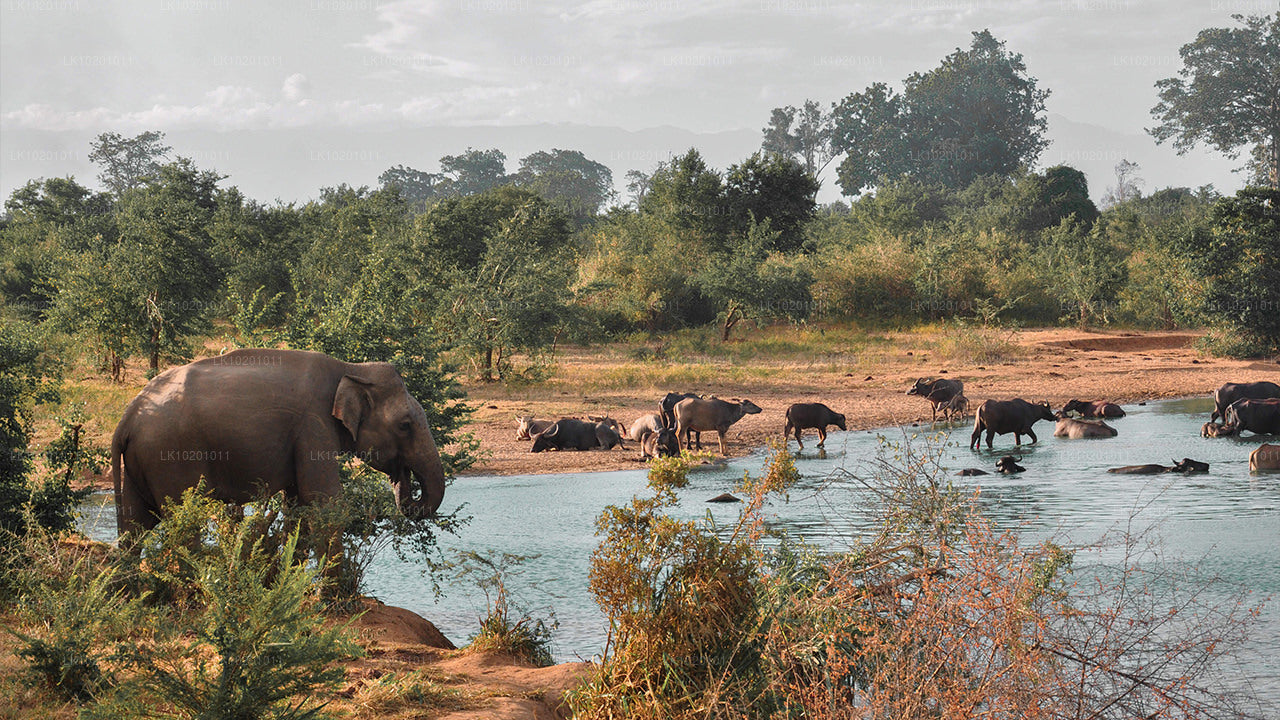 Udawalawe och Galle från Colombo (2 dagar)