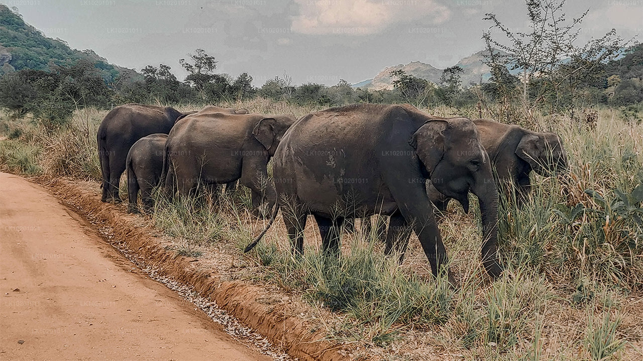 Udawalawe och Galle från Colombo (2 dagar)