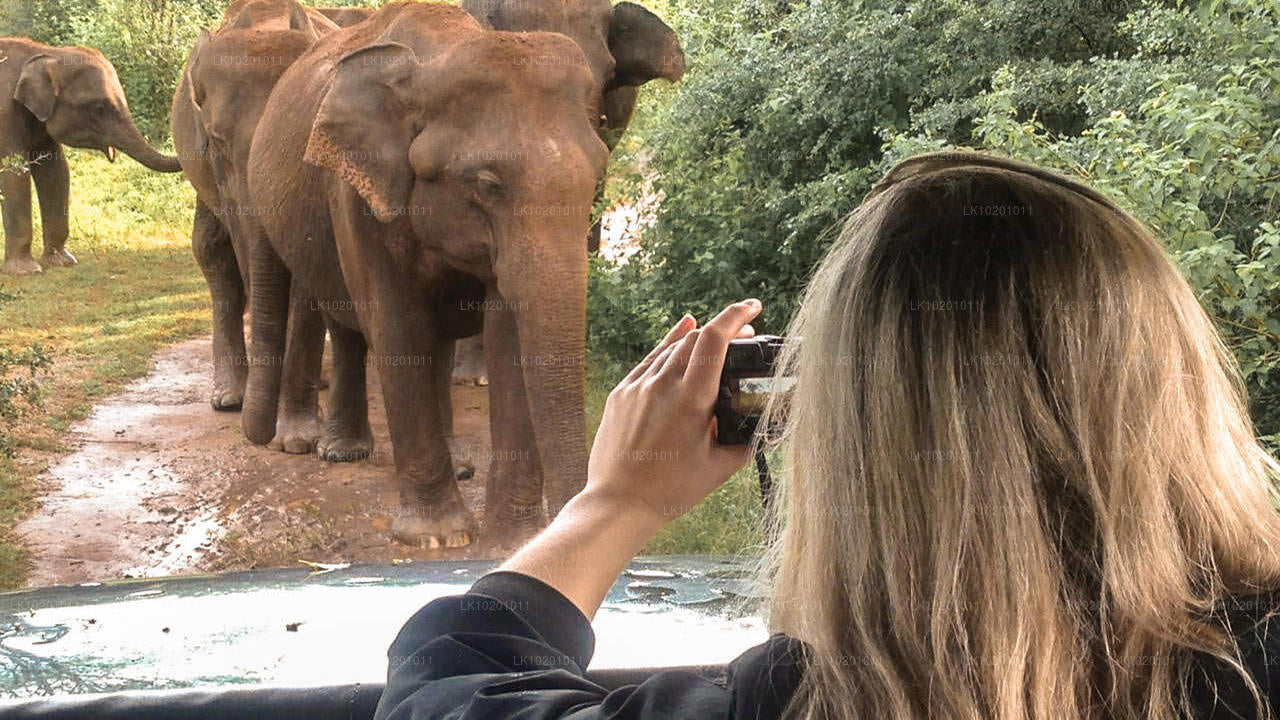 Udawalawe och Galle från Colombo (2 dagar)