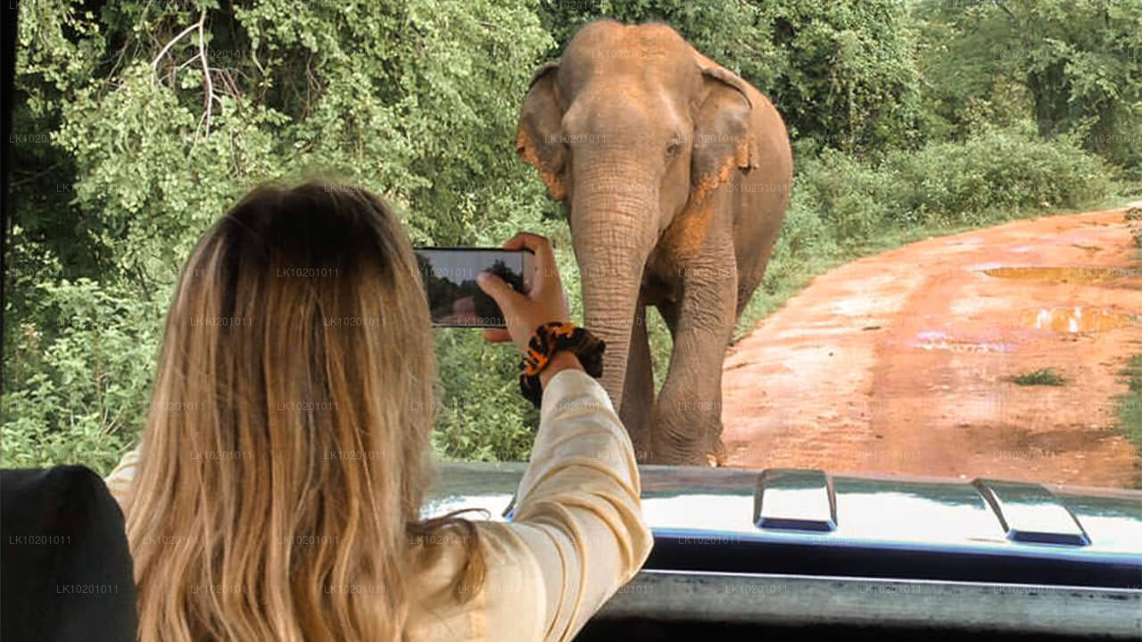 Udawalawe och Galle från Colombo (2 dagar)