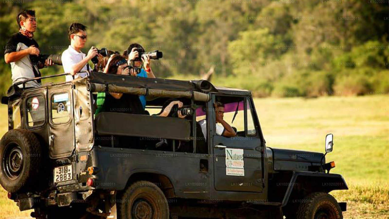 Sigirya och Minneriya från Colombo (2 dagar)