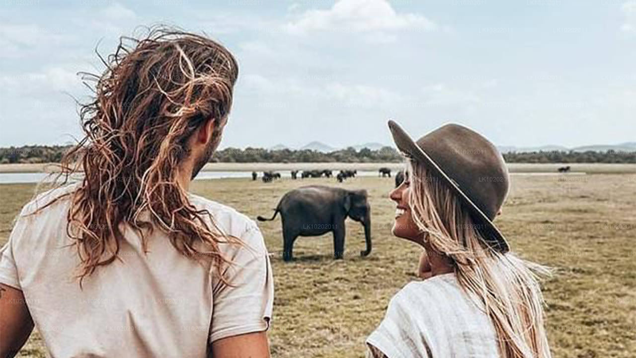 Sigirya och Minneriya från Colombo (2 dagar)