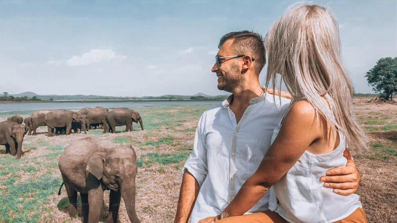 Sigirya och Minneriya från Colombo (2 dagar)