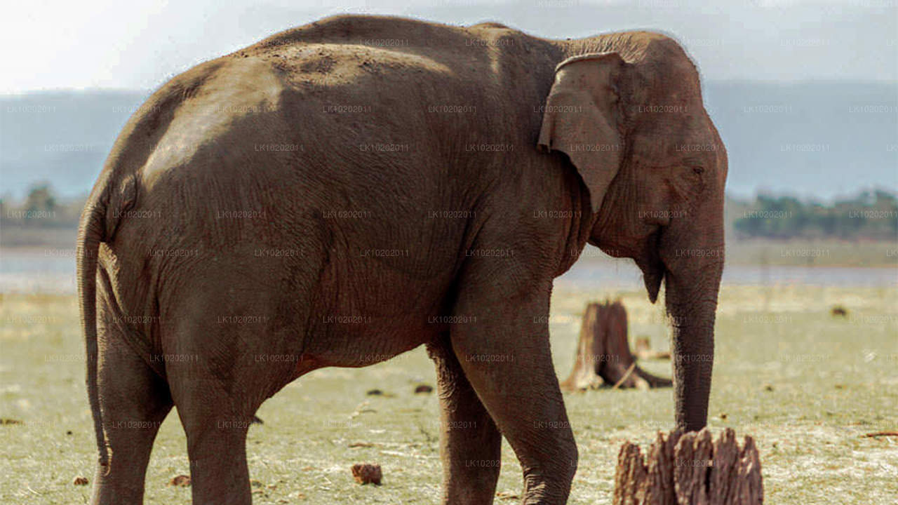 Sigirya och Minneriya från Colombo (2 dagar)