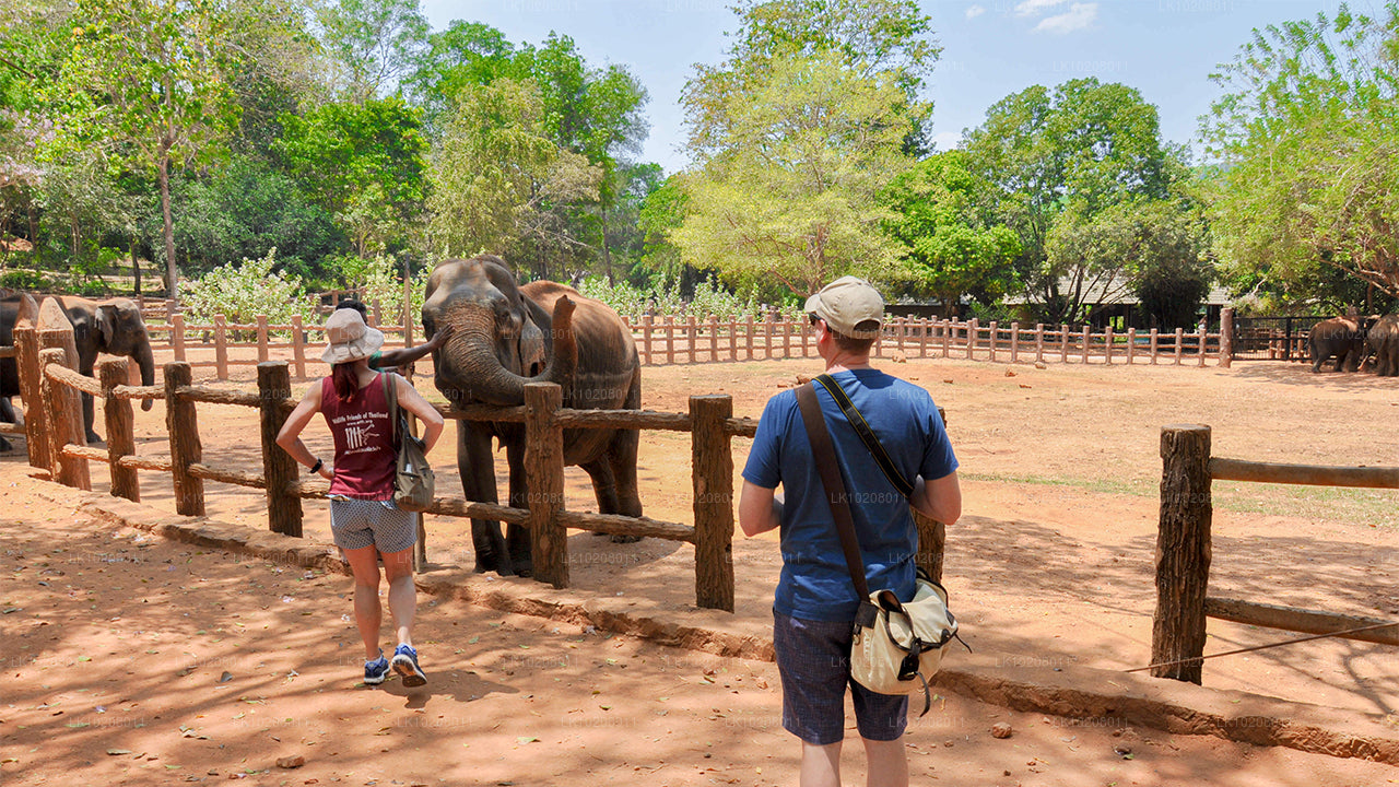 Kultur av kullarna från Colombo (2 dagar)