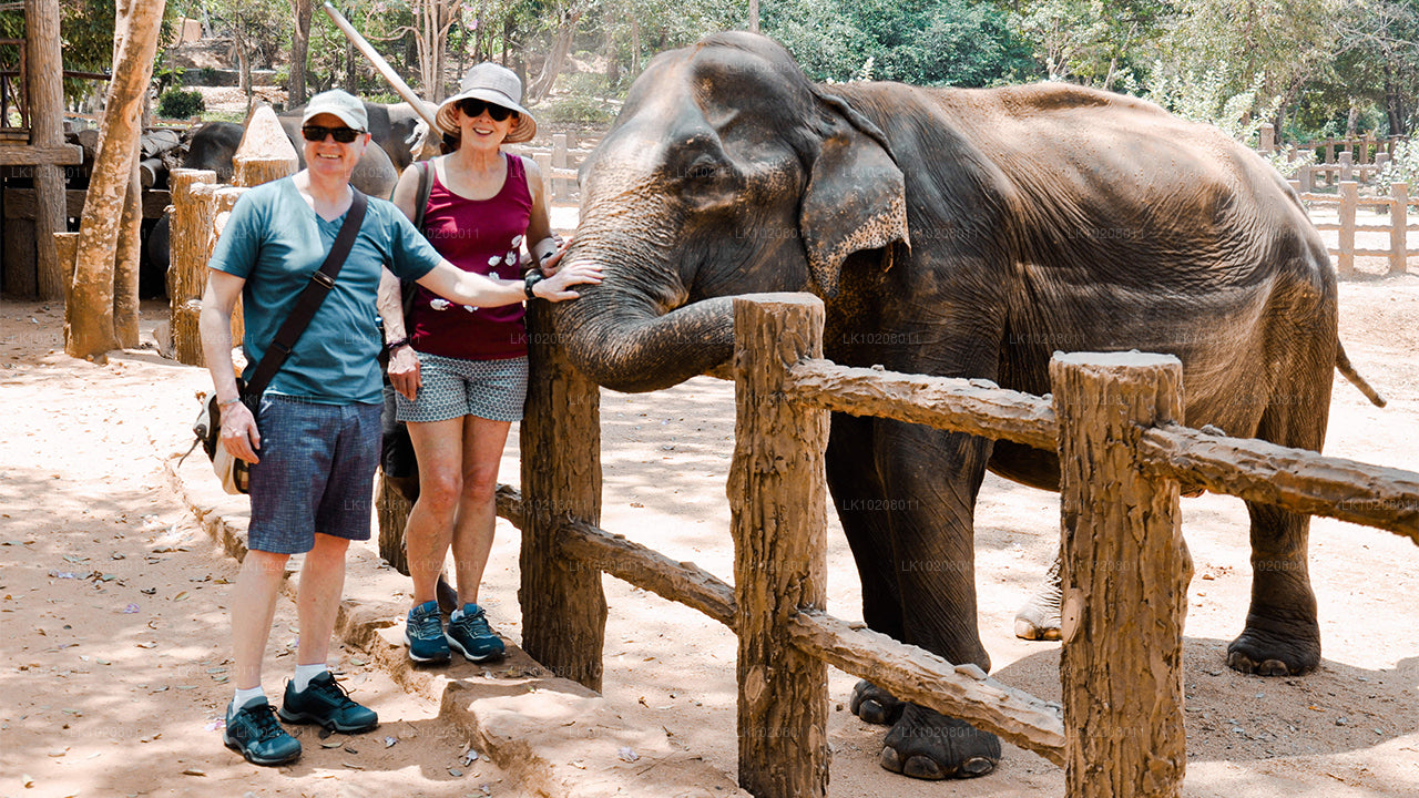Kultur av kullarna från Colombo (2 dagar)
