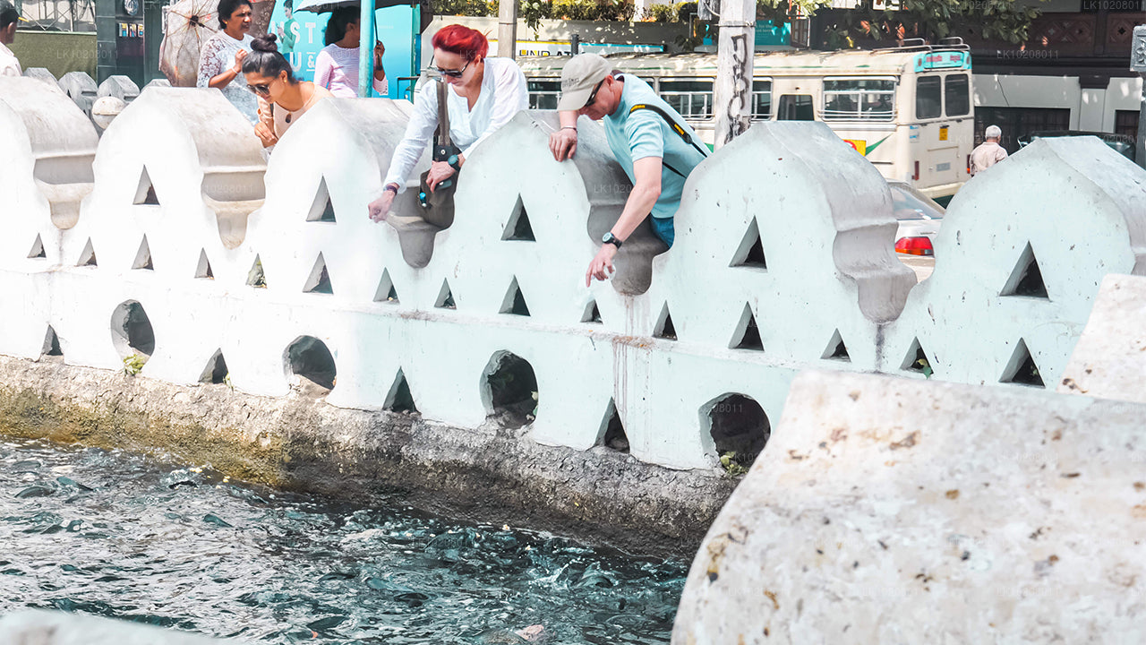 Kultur av kullarna från Colombo (2 dagar)