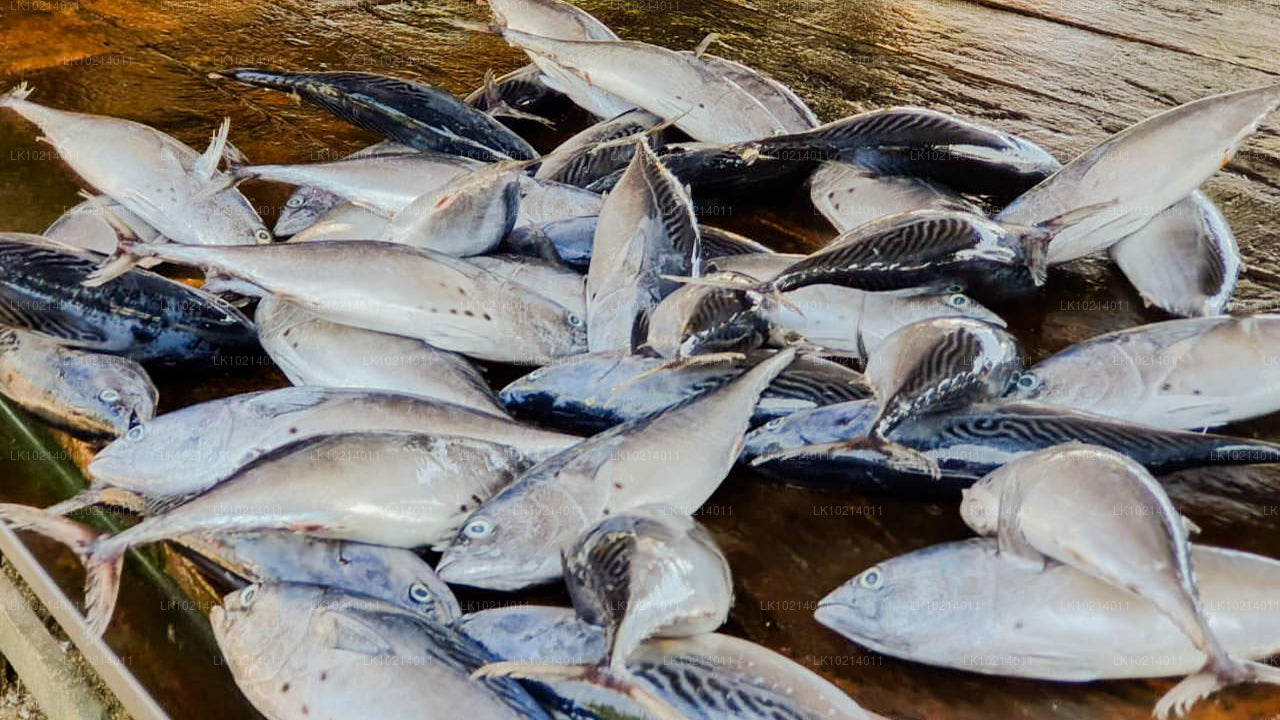 Ahangama och Mirissa från Bentota (2 dagar)