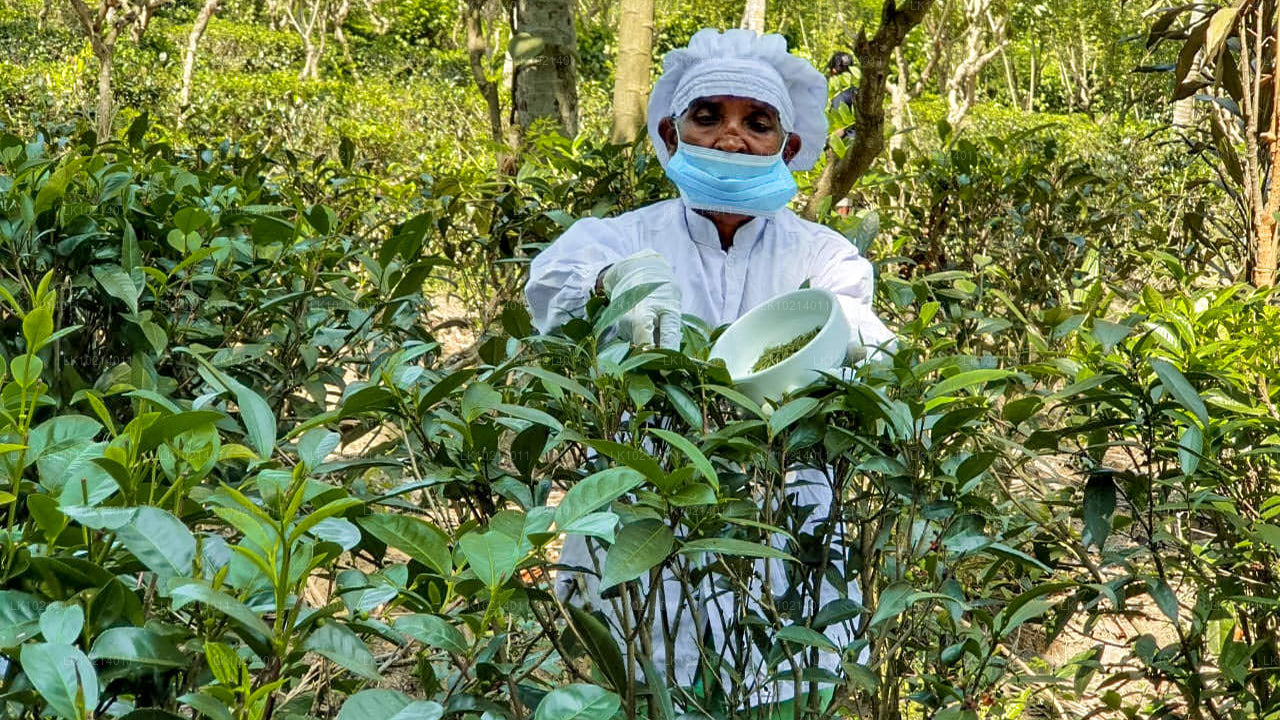 Ahangama och Mirissa från Bentota (2 dagar)
