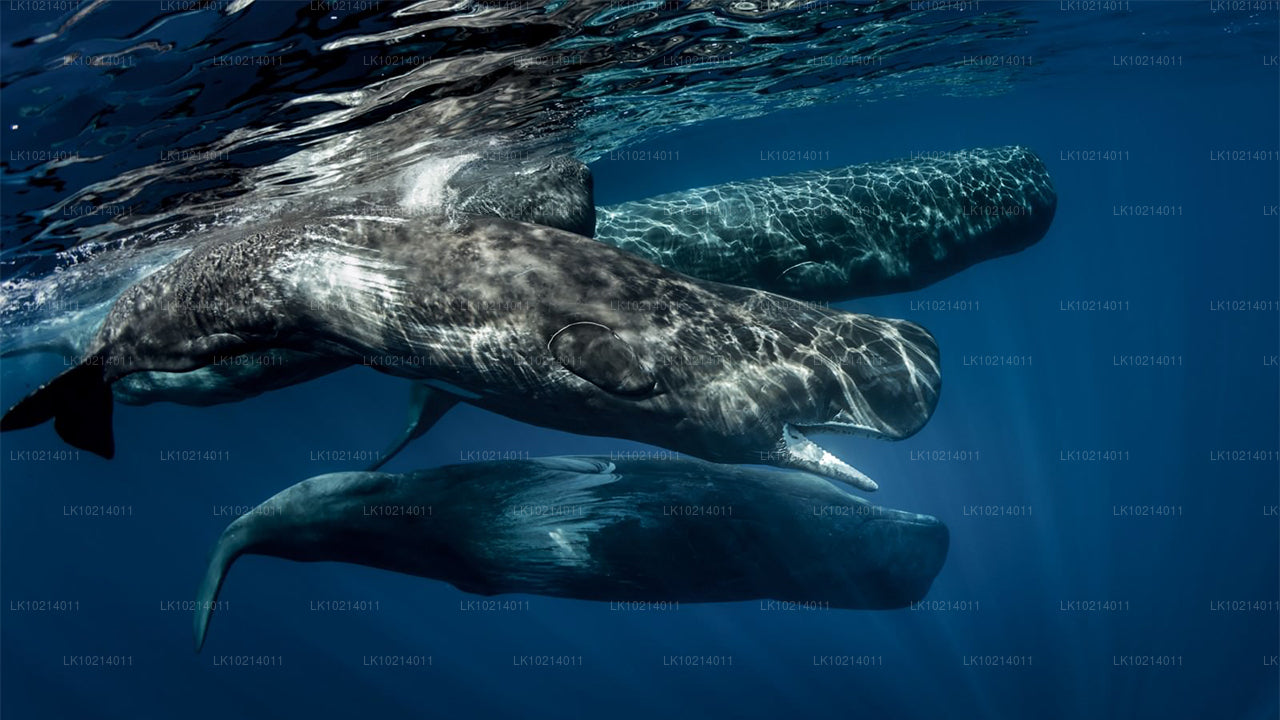 Ahangama och Mirissa från Bentota (2 dagar)