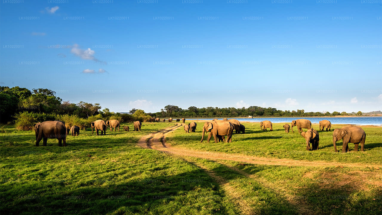 Ethos of Ceylon från Kandy (2 dagar)