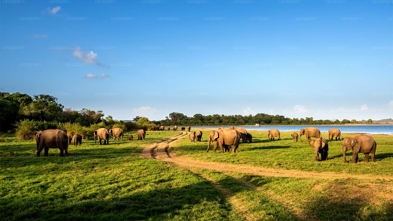 Sigirya och Minneriya från Negombo (2 dagar)