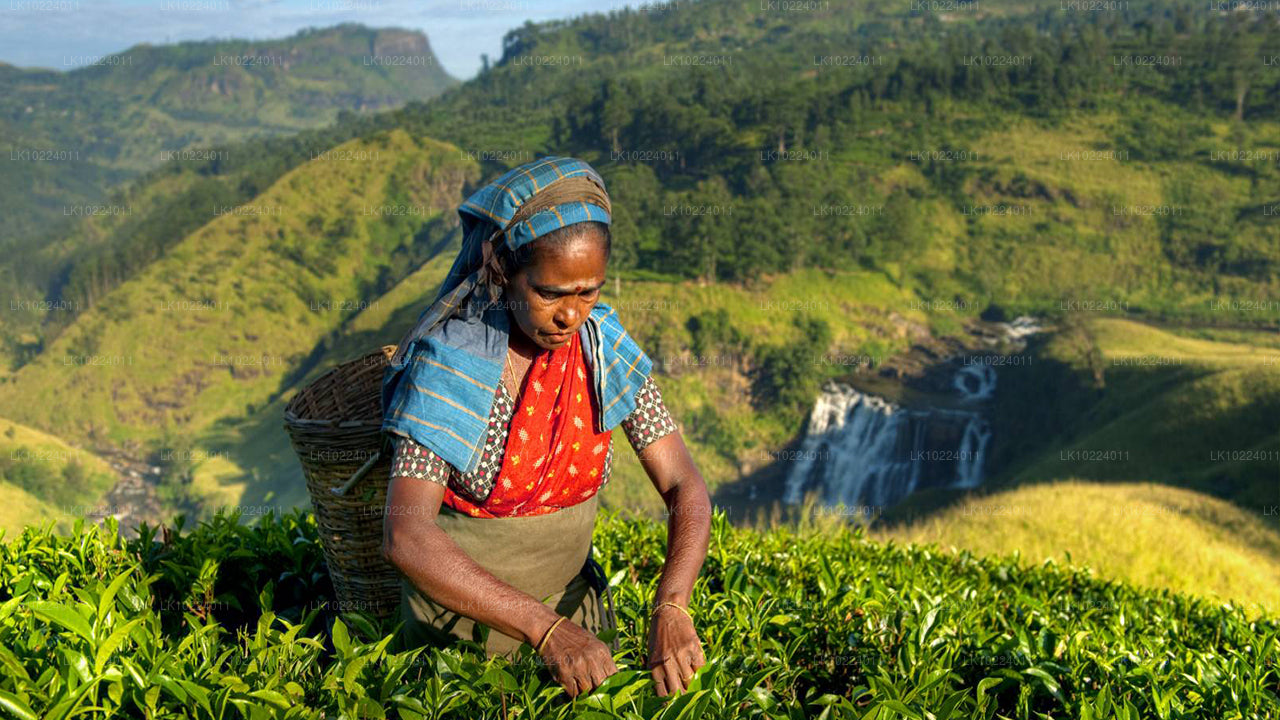 Nuwara Eliya från Negombo (2 Dagar)
