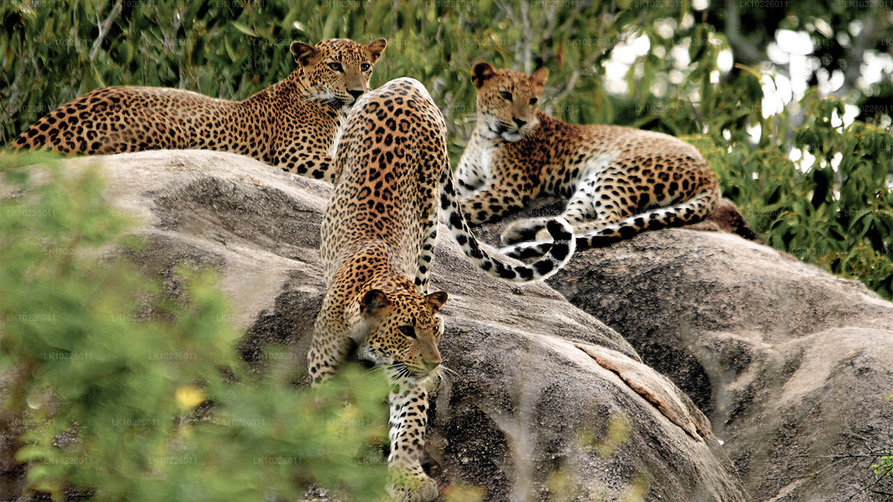 Tempel och vildmark från Negombo (2 dagar)