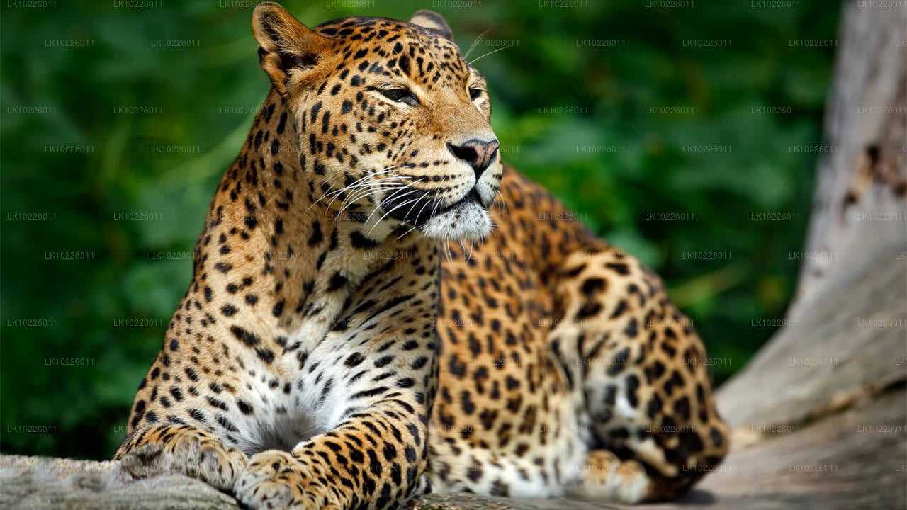 Tempel och vildmark från Negombo (2 dagar)