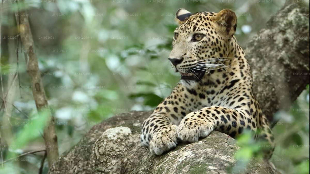 Tempel och vildmark från Negombo (2 dagar)