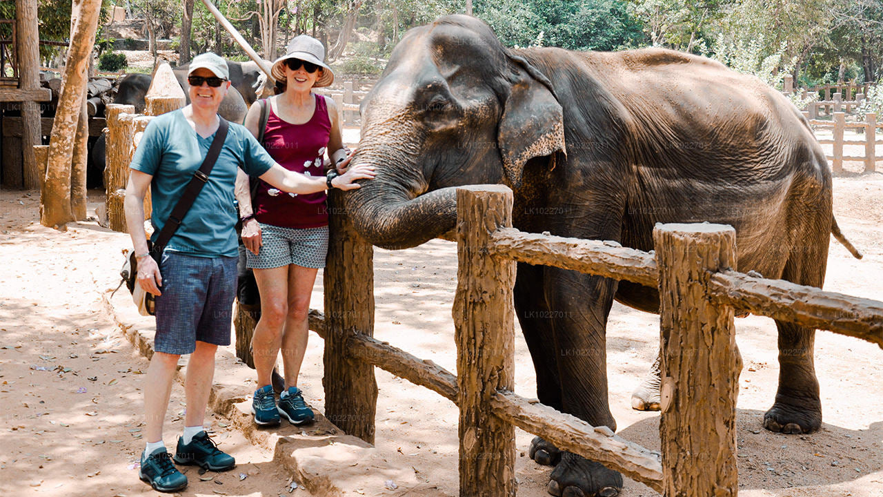 Kultur av kullarna från Negombo (2 dagar)