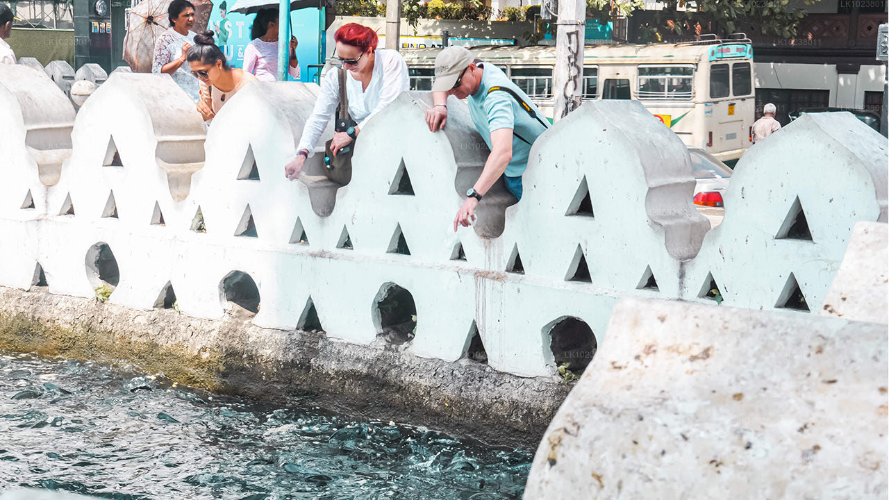 Kultur av kullarna Tour från Hikkaduwa (2 dagar)