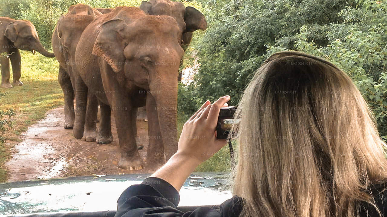 Udawalawe från Hikkaduwa (2 dagar)