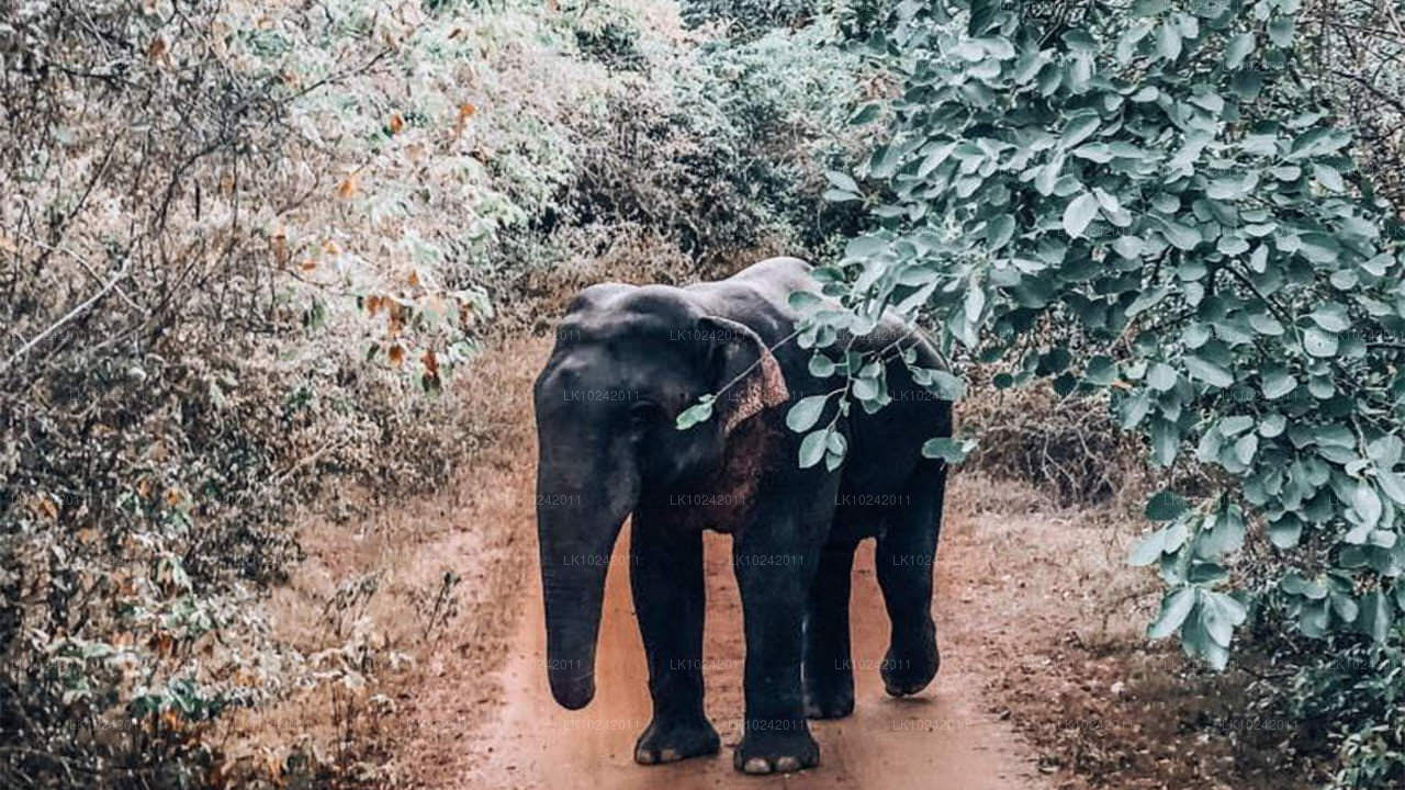 Forntida underverk från Colombo (2 dagar)