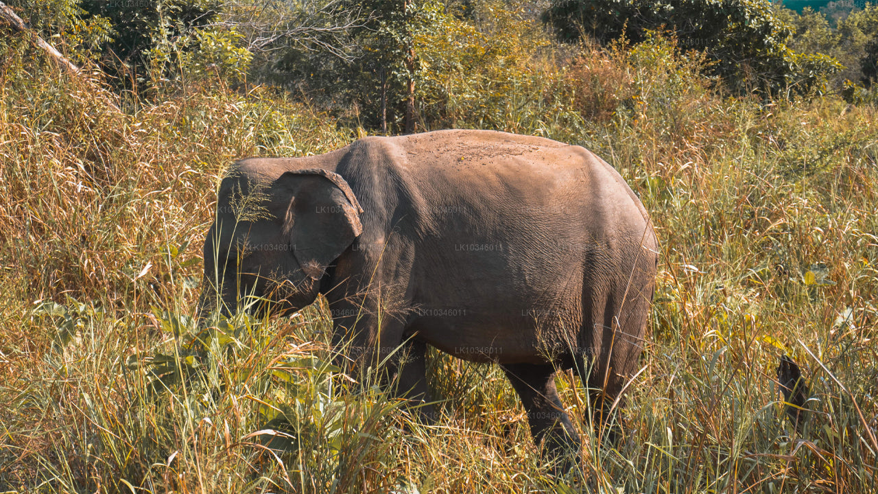 Tales of Ancient Ceylon från Colombo (3 dagar)