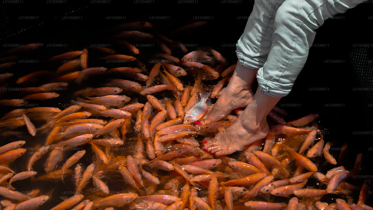 Mysigt Sri Lanka (3 Dagar)