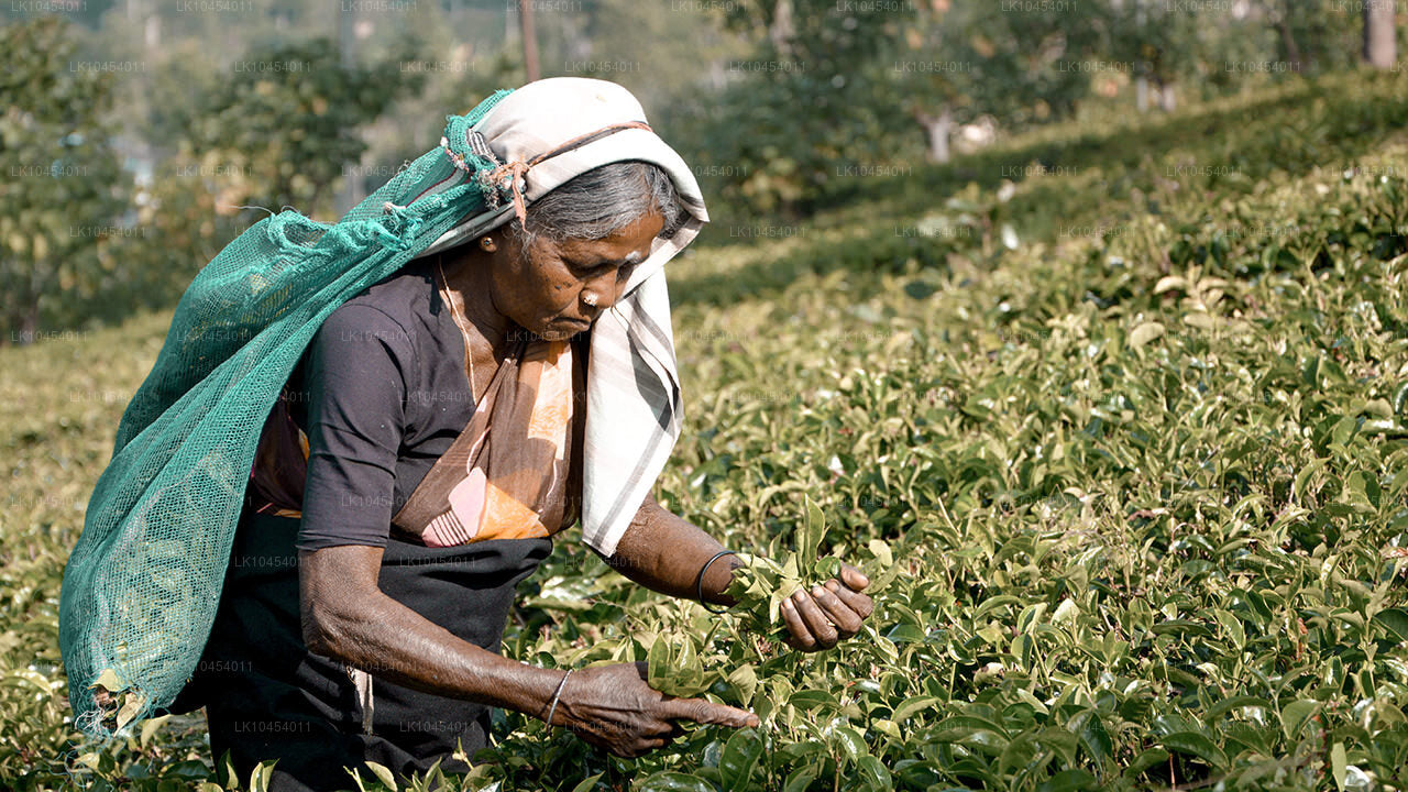 Horton Plains äventyr (4 Dagar)