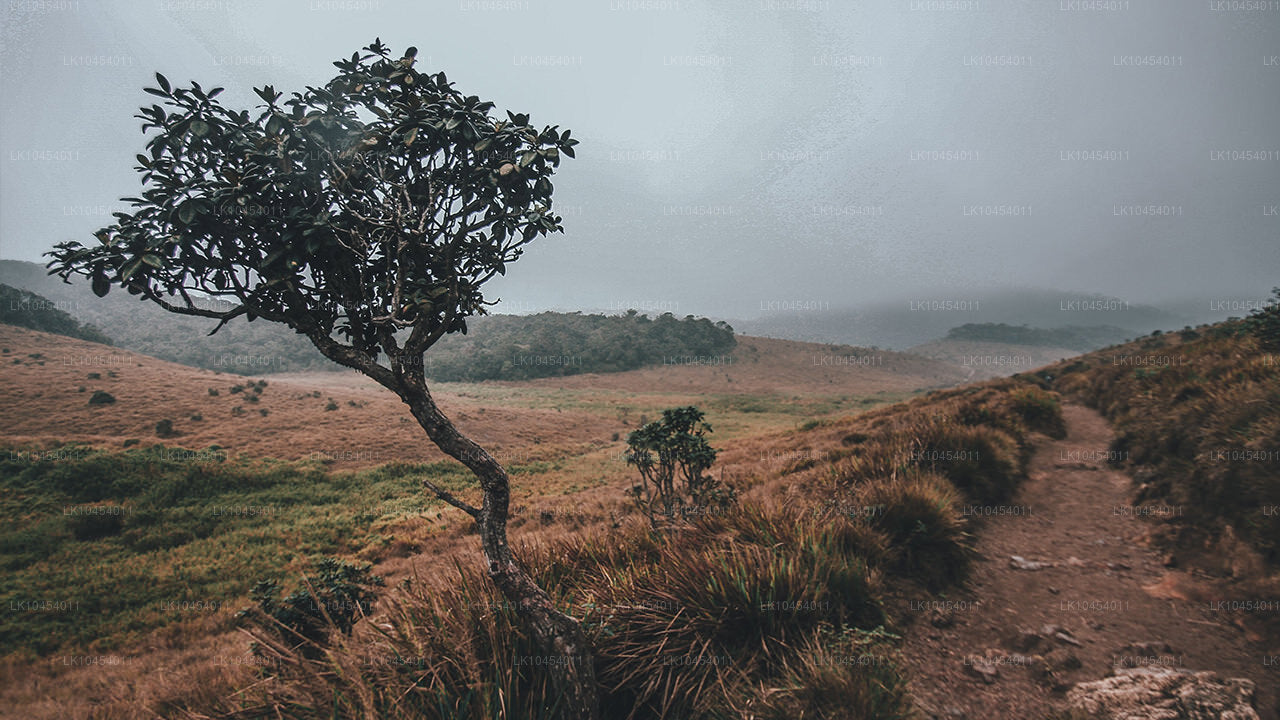 Horton Plains äventyr (4 Dagar)
