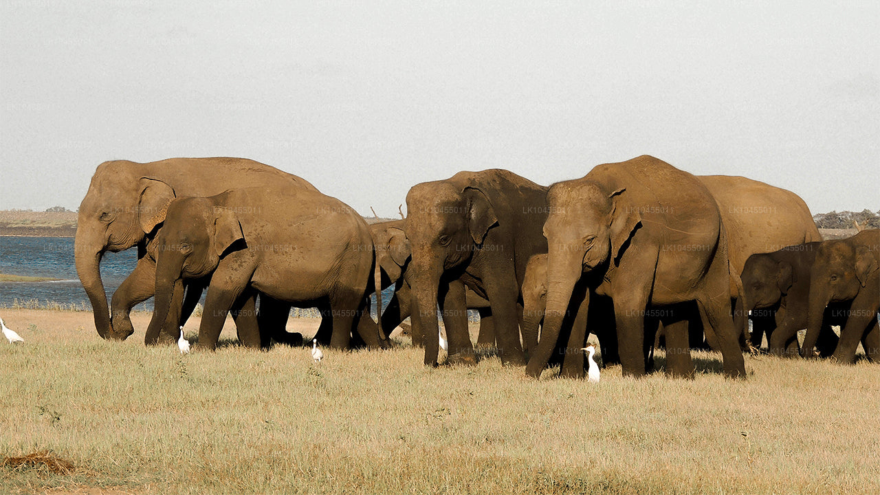 Sri Lanka Aborigine Tour (4 Dagar)