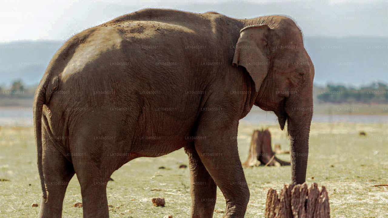 Sri Lanka Aborigine Tour (4 Dagar)