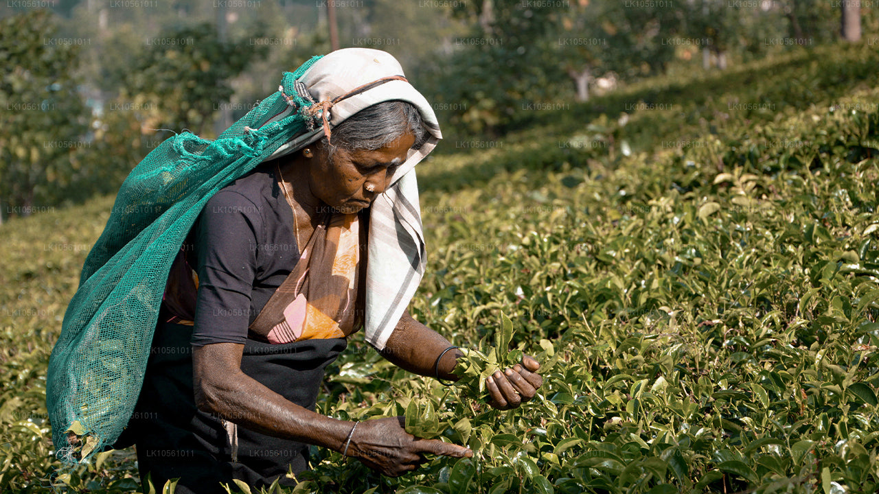 Ön av Wonder (5 dagar)